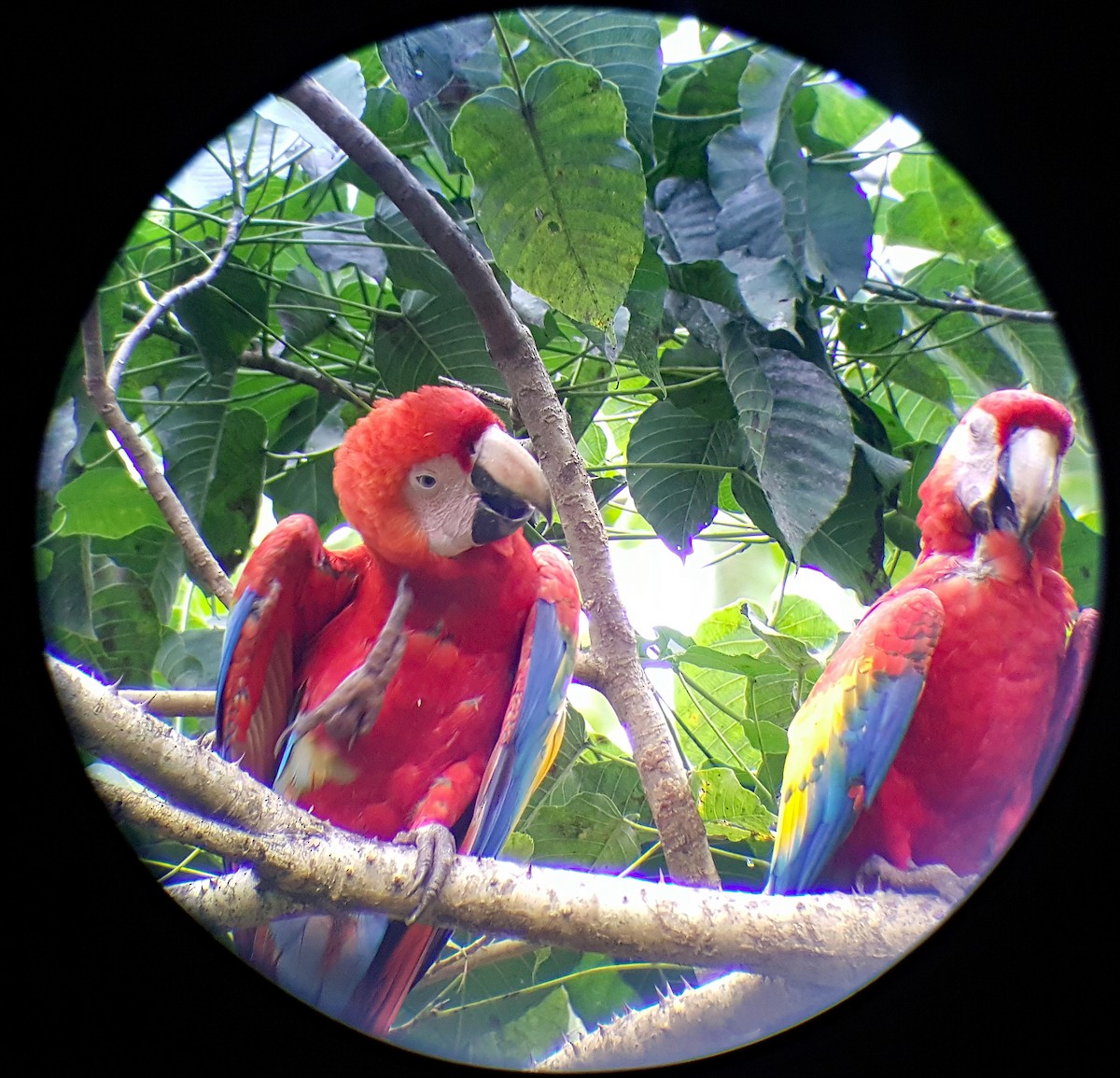 Scarlet Macaw - ML624512244