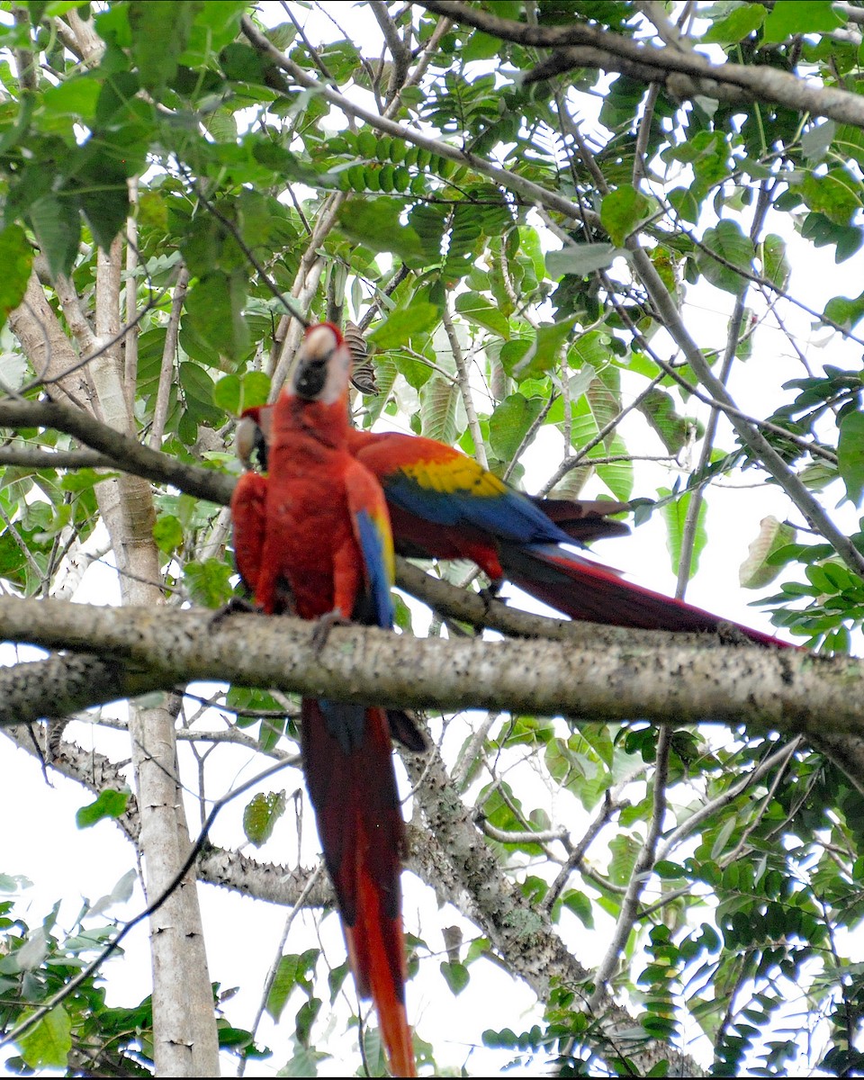 Scarlet Macaw - ML624512245