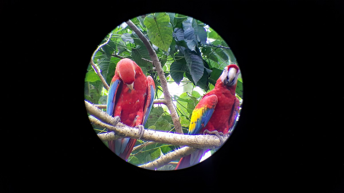 Scarlet Macaw - ML624512246