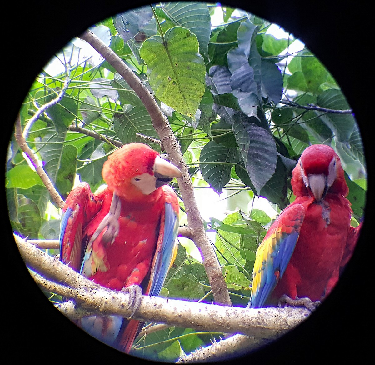 Scarlet Macaw - ML624512248