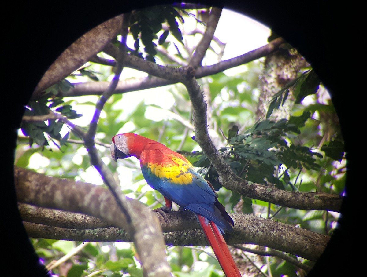 Scarlet Macaw - ML624512249
