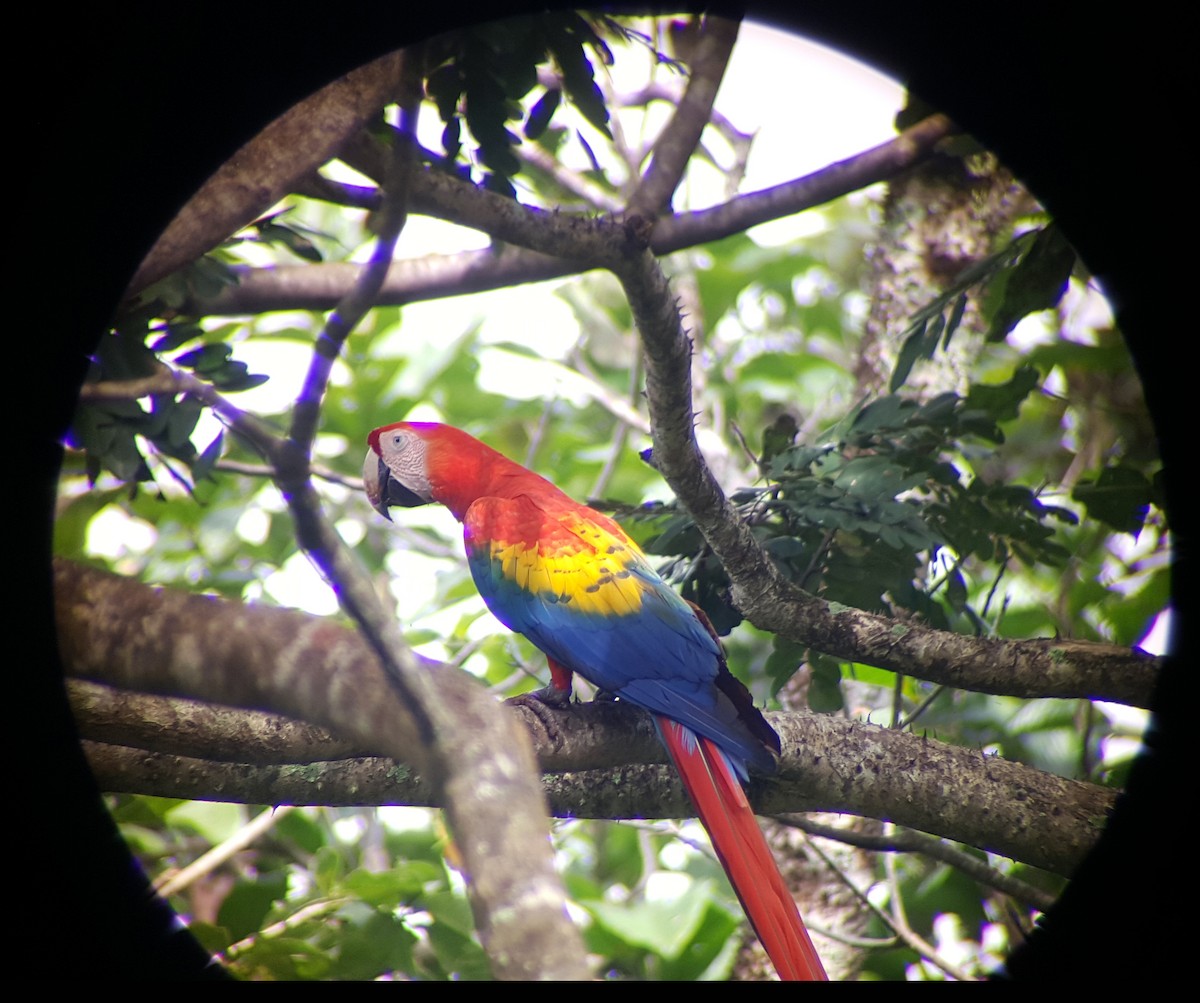 Scarlet Macaw - ML624512250