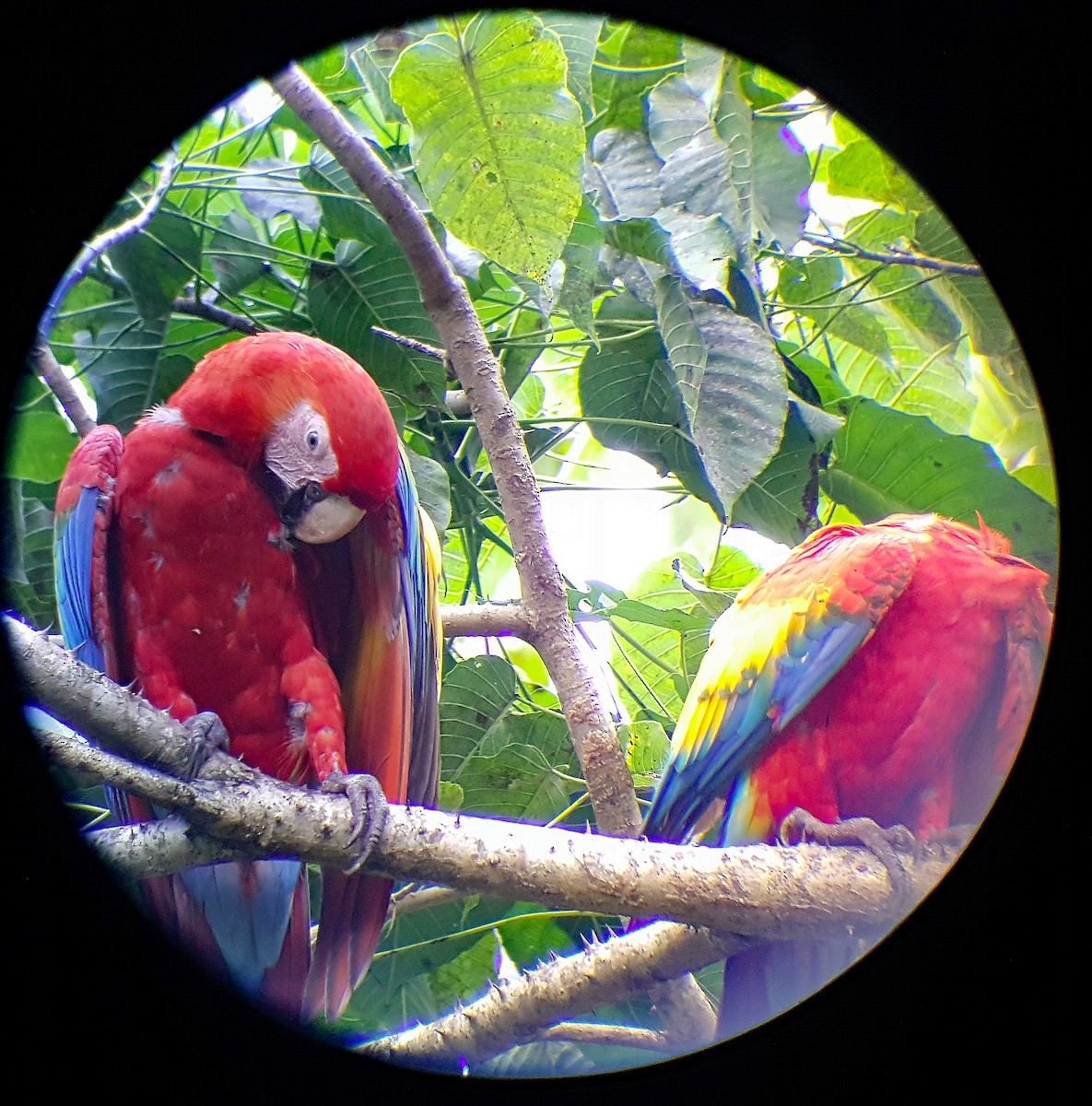 Scarlet Macaw - ML624512251