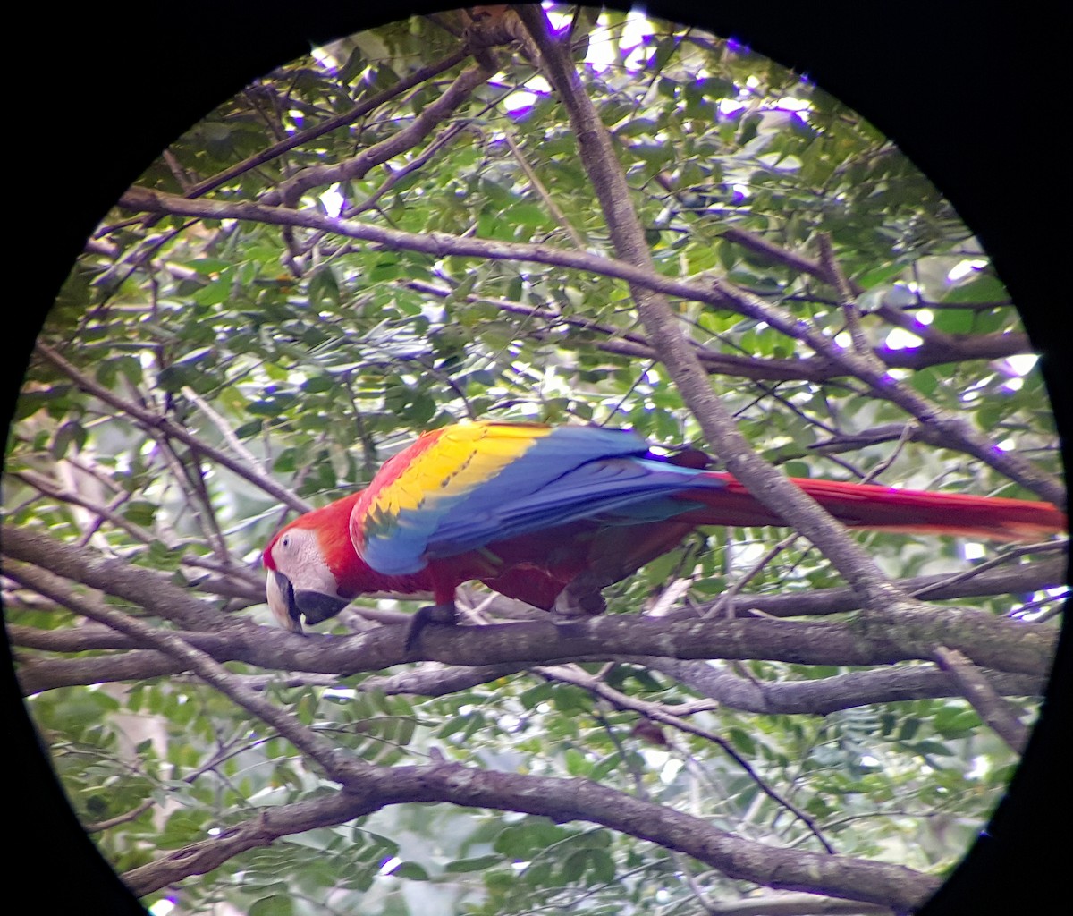 Scarlet Macaw - ML624512253