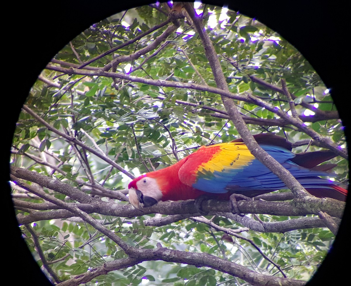 Scarlet Macaw - ML624512254
