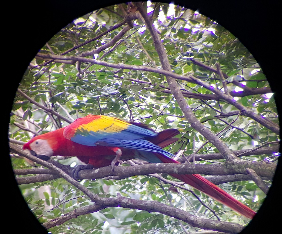 Scarlet Macaw - ML624512255