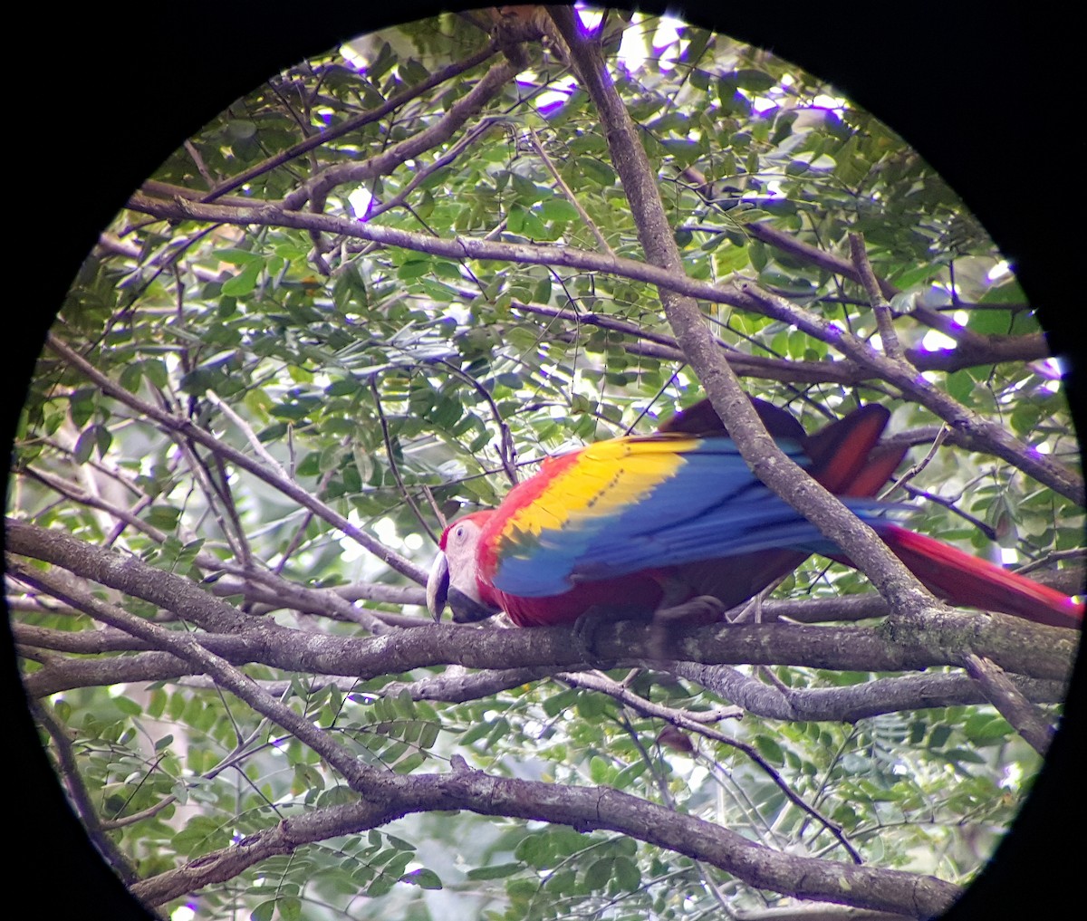 Scarlet Macaw - ML624512256