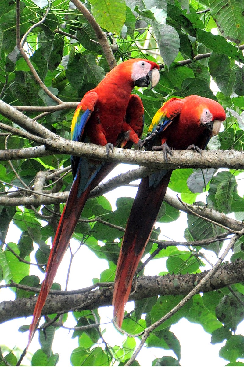 Scarlet Macaw - ML624512257