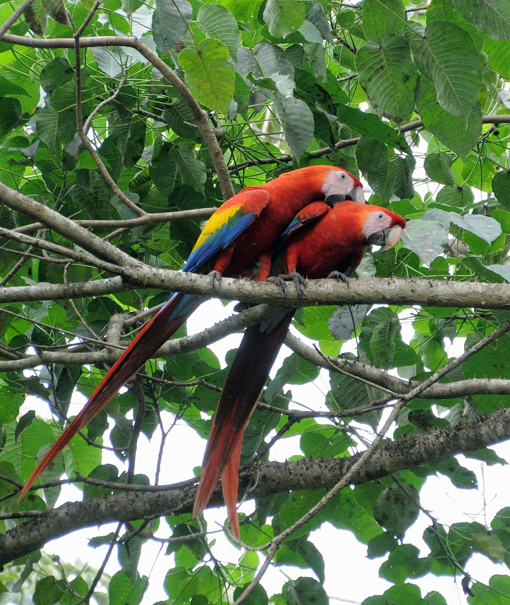 Scarlet Macaw - ML624512263