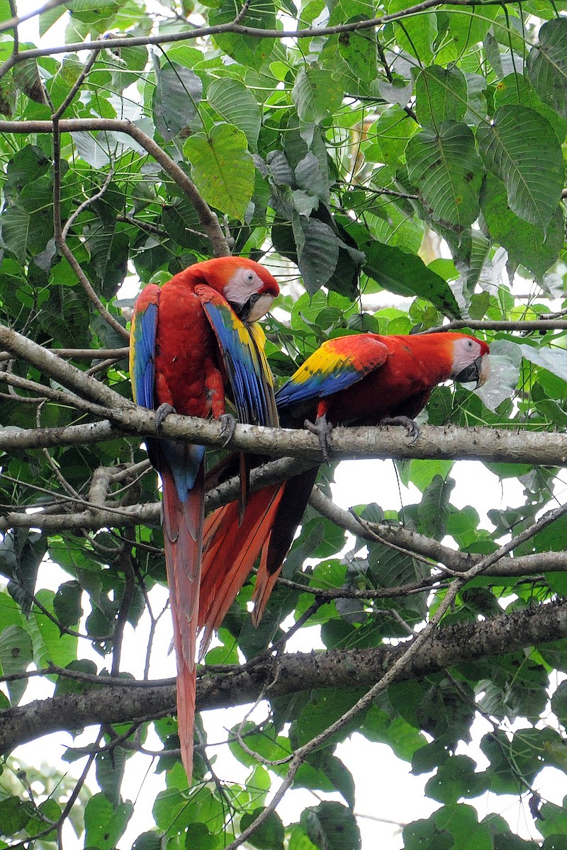 Scarlet Macaw - ML624512264