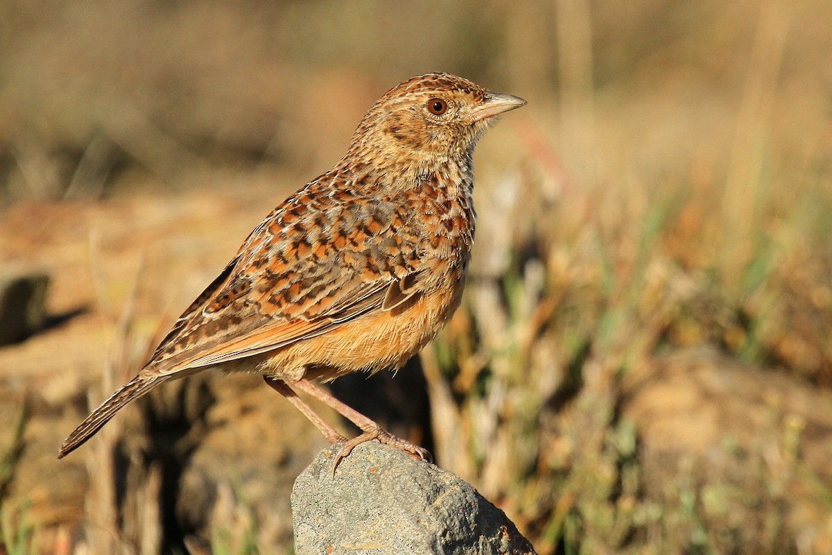 Eastern Clapper Lark - ML624512287