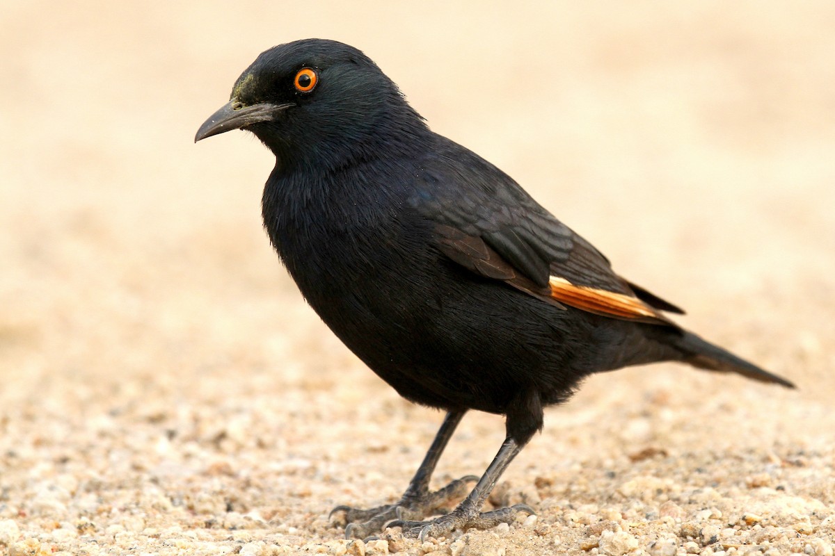 Pale-winged Starling - ML624512297