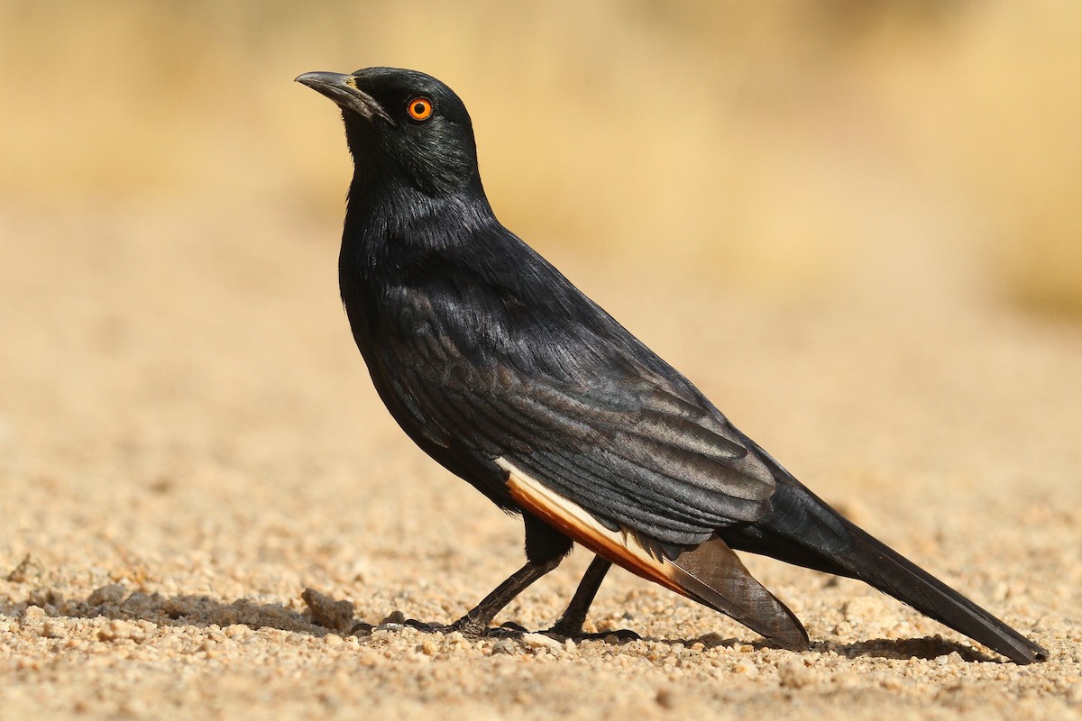 Pale-winged Starling - ML624512298