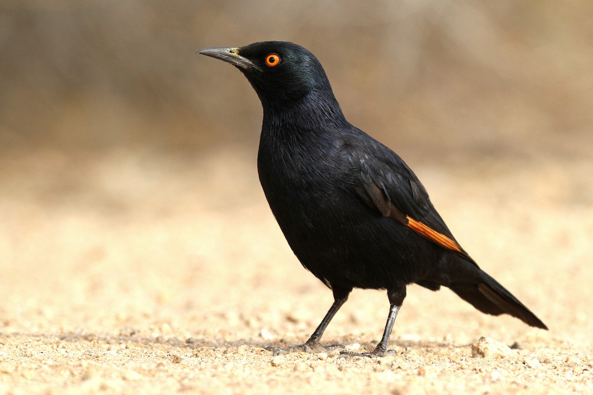 Pale-winged Starling - ML624512299