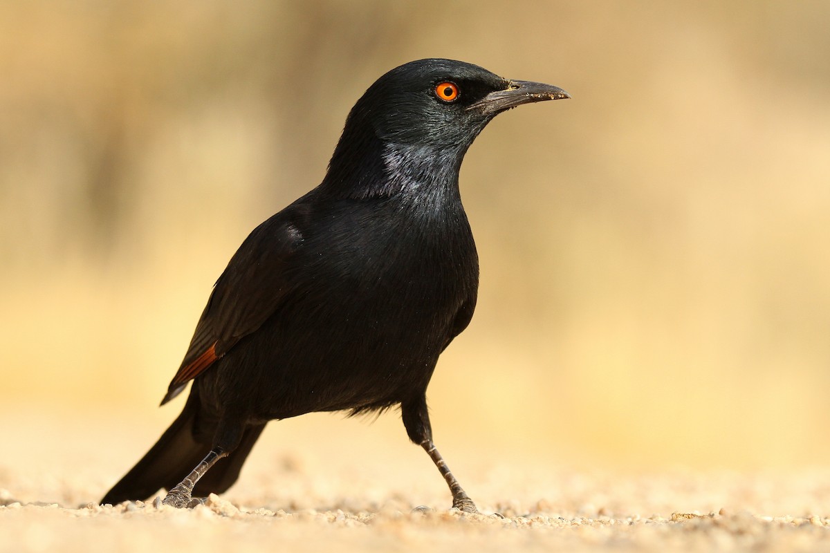 Pale-winged Starling - ML624512300