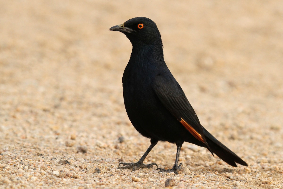 Pale-winged Starling - ML624512301