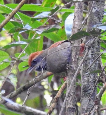 Rufous-capped Spinetail - ML624512302