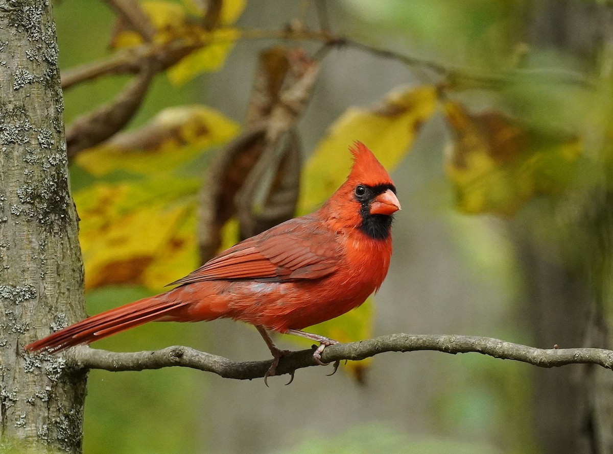 Northern Cardinal - ML624512326