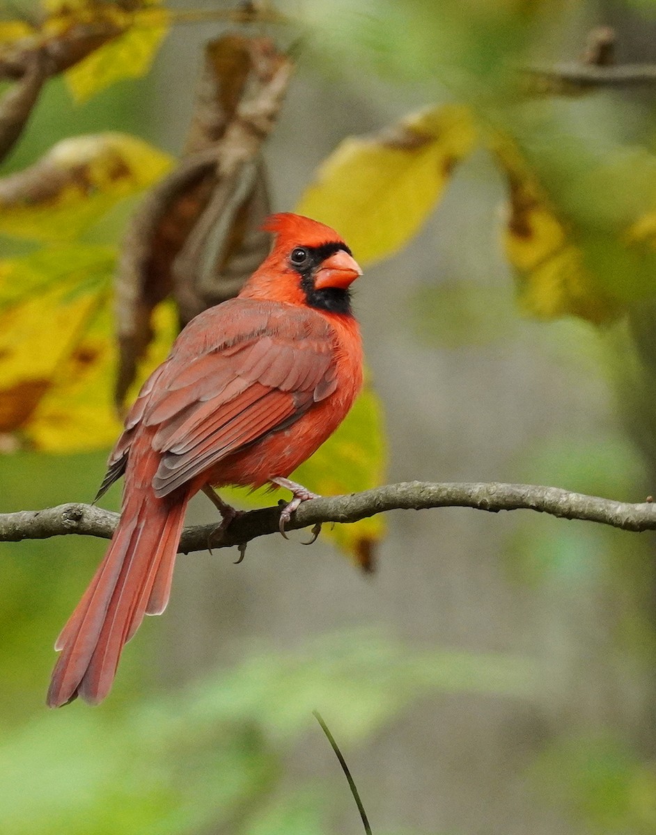 Northern Cardinal - ML624512334