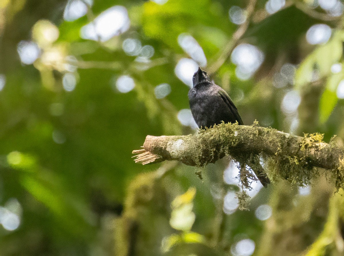 Waller's Starling - ML624512472