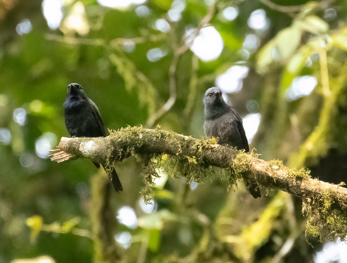 Waller's Starling - ML624512473