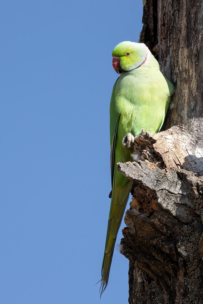 Rose-ringed Parakeet - Daniel Danckwerts (Rockjumper Birding Tours)