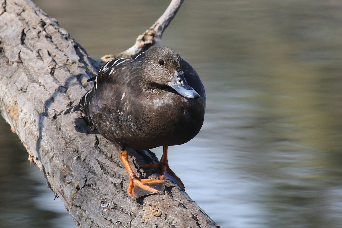 African Black Duck - ML624512559