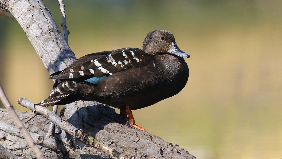 African Black Duck - ML624512560