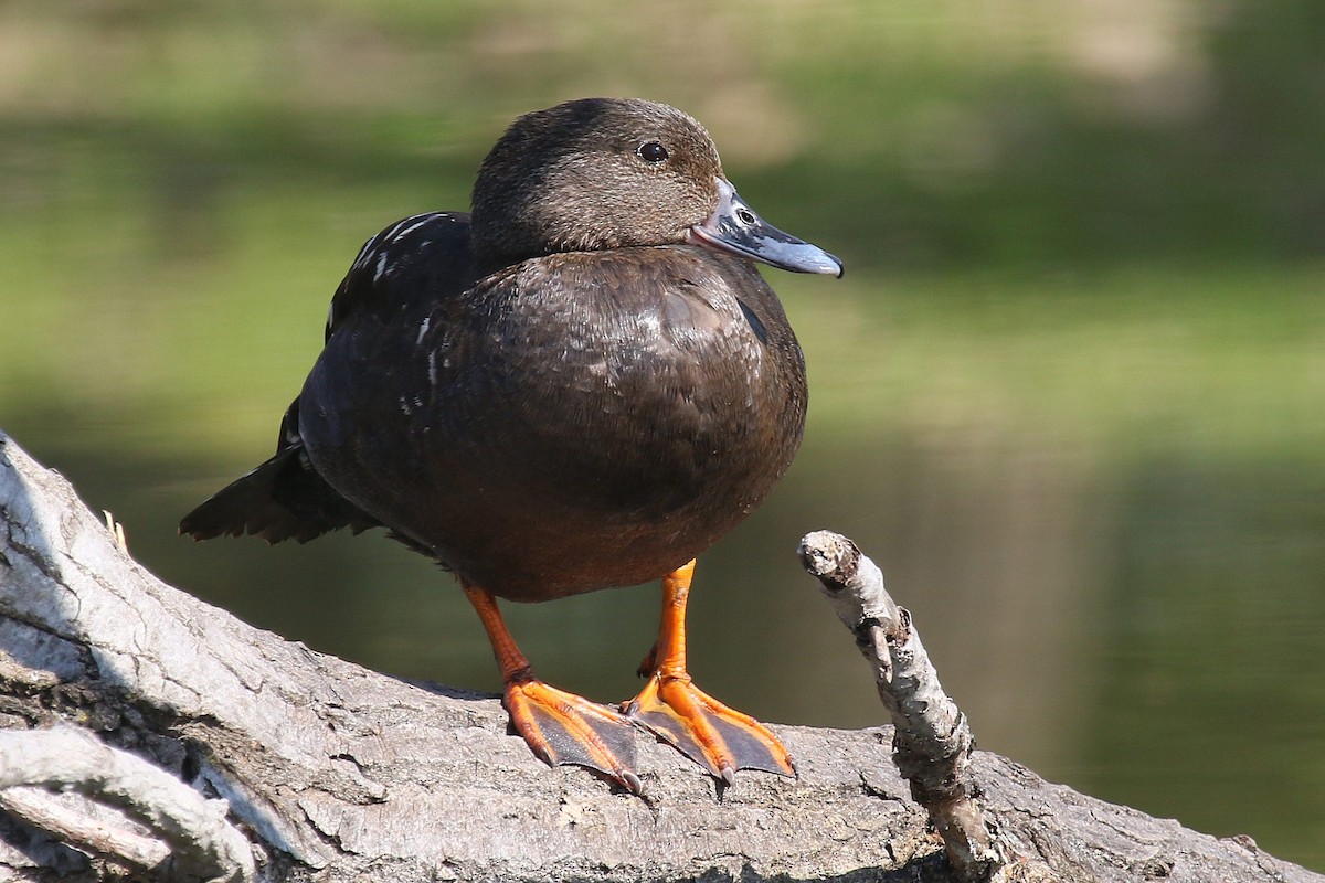 African Black Duck - ML624512561