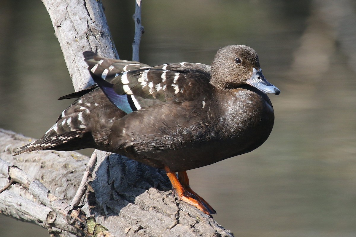 African Black Duck - ML624512562