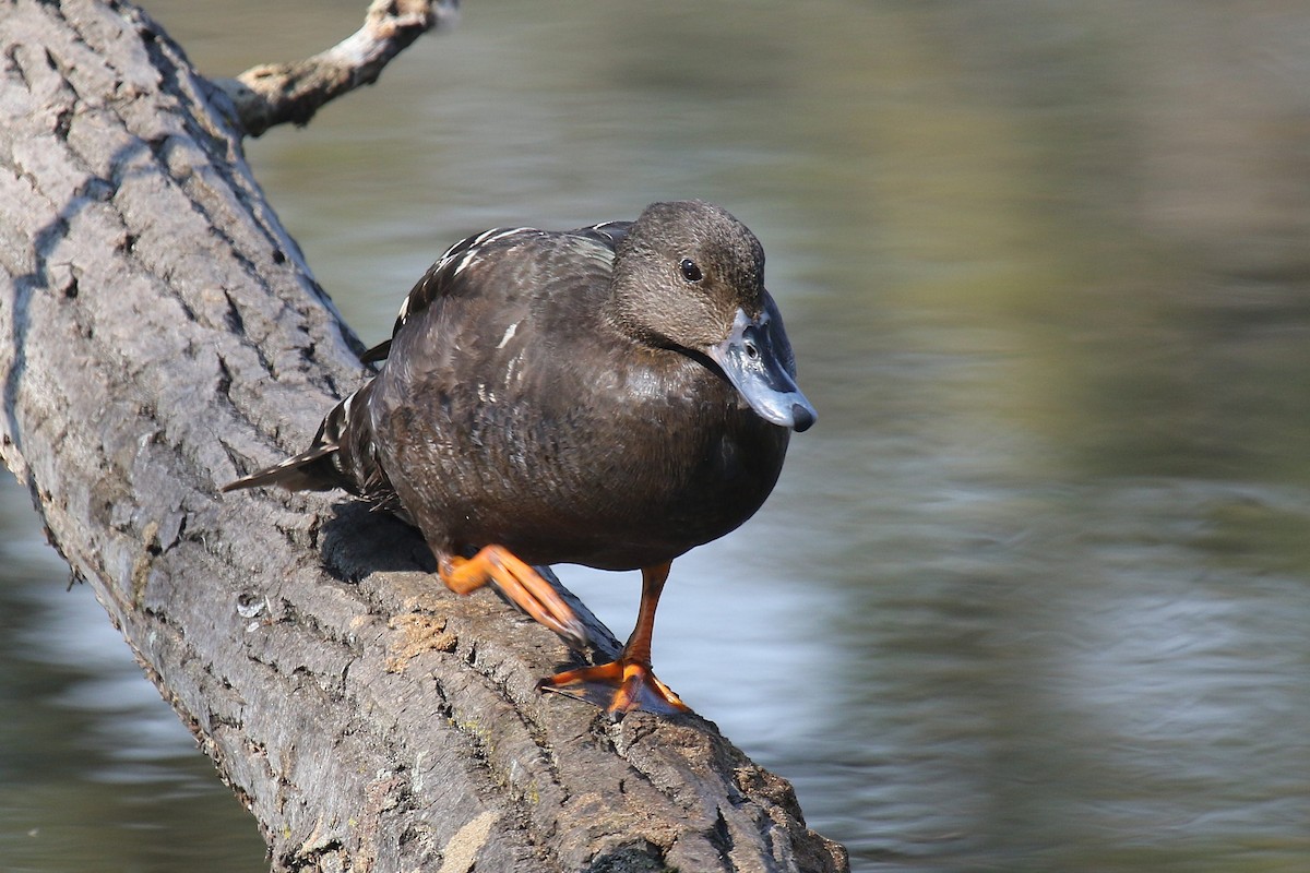 African Black Duck - ML624512563