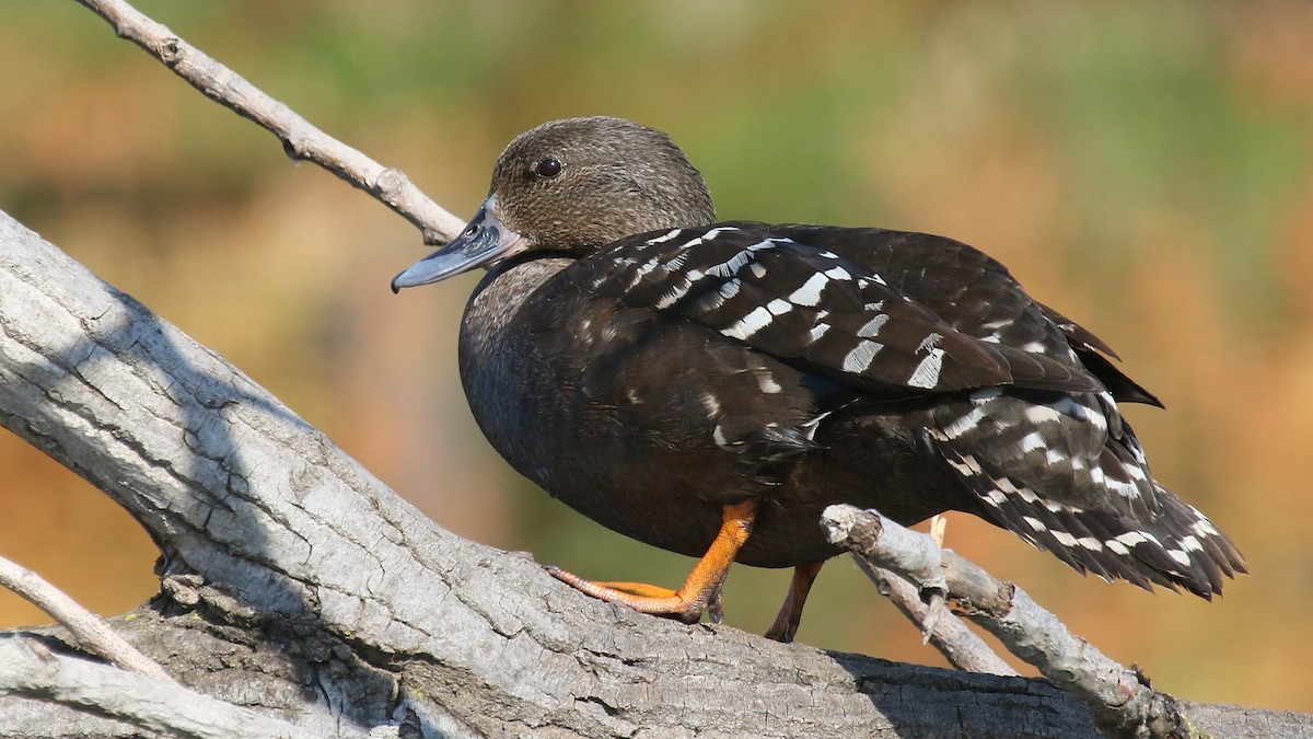 African Black Duck - ML624512564