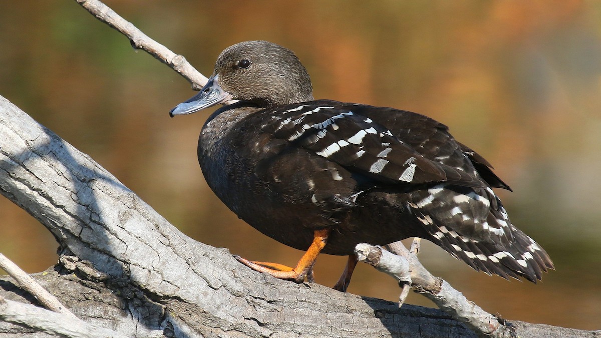 African Black Duck - ML624512565