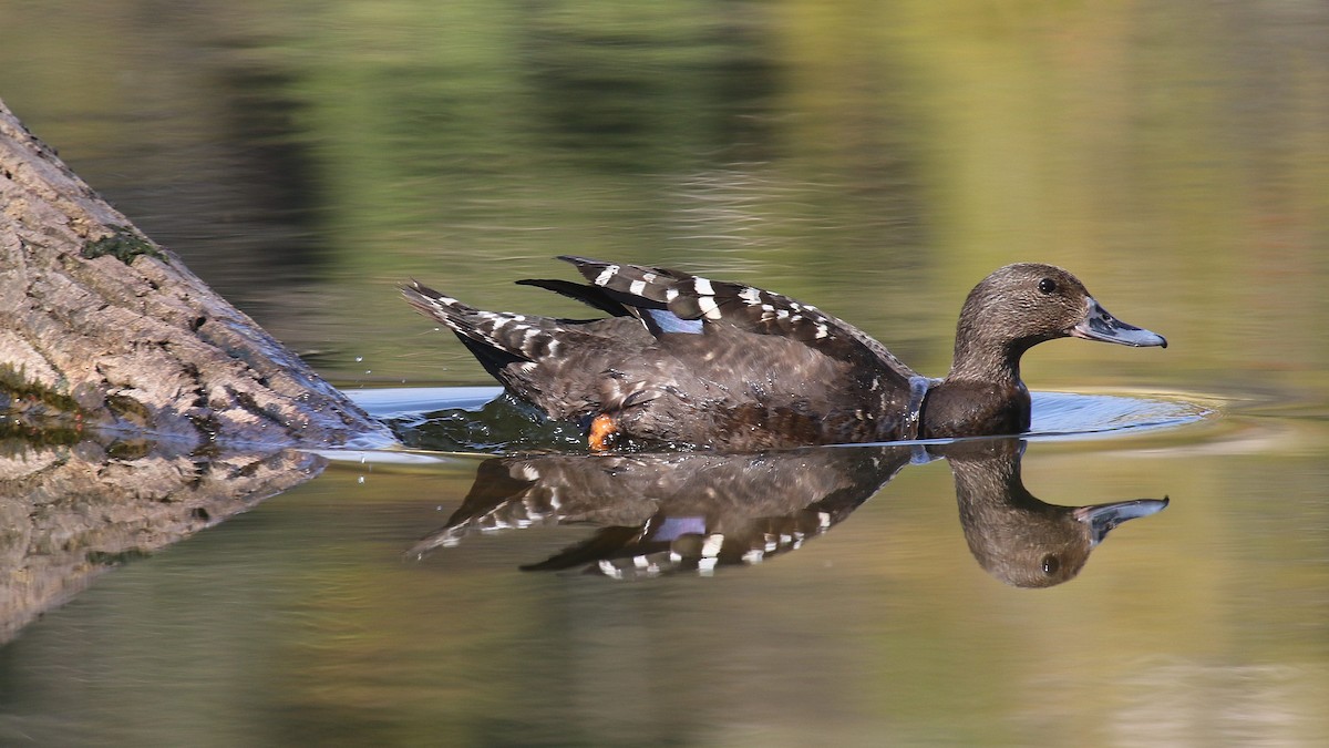 African Black Duck - ML624512567