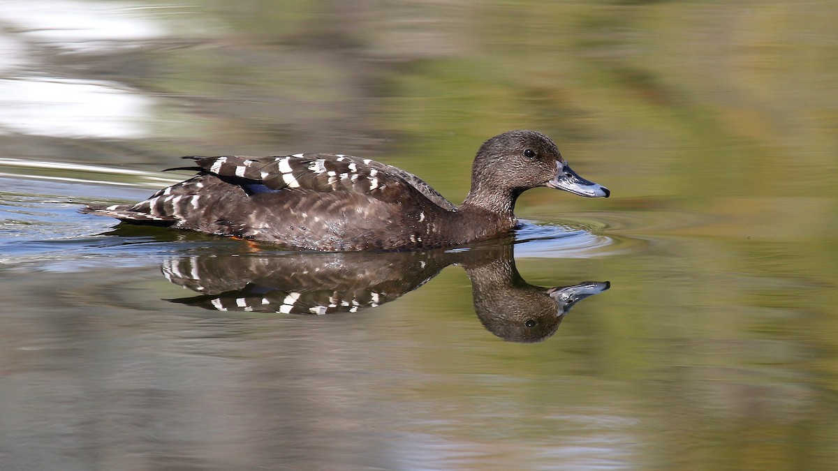 African Black Duck - ML624512568