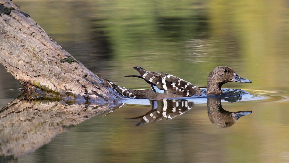 African Black Duck - ML624512569