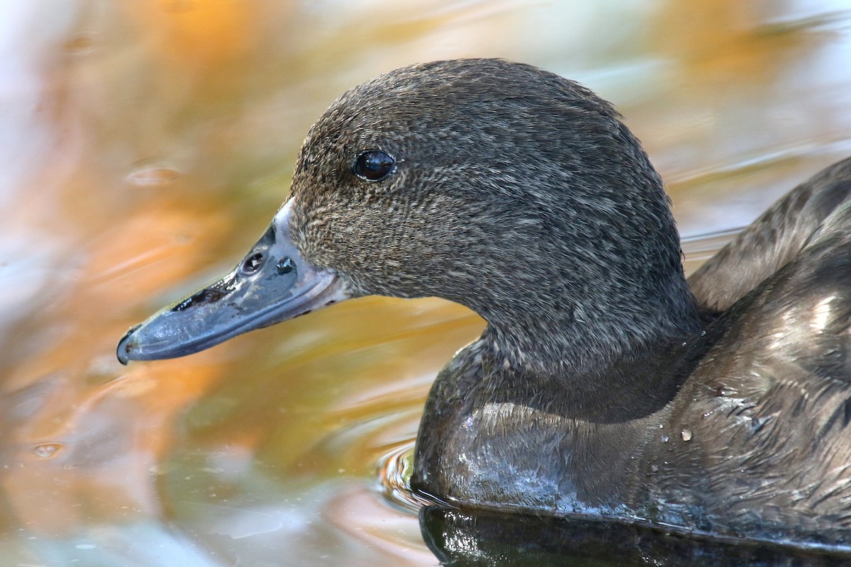 African Black Duck - ML624512570