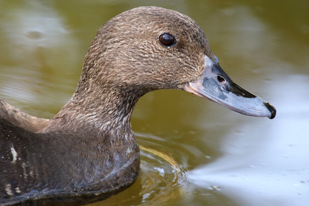 African Black Duck - ML624512571