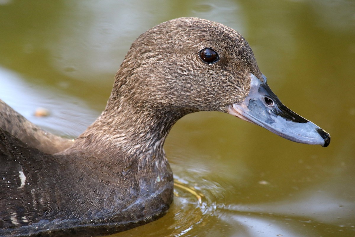 African Black Duck - ML624512572