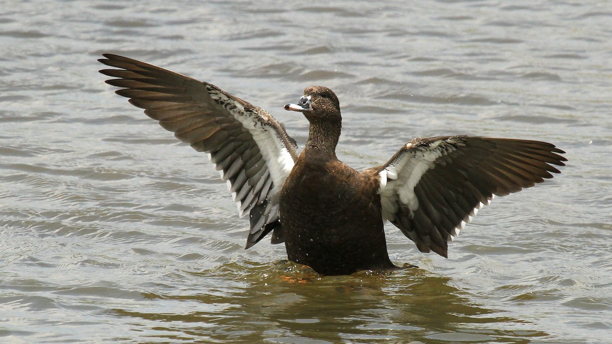 African Black Duck - ML624512573