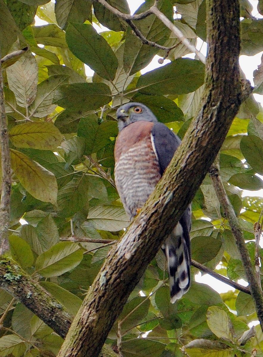 Double-toothed Kite - ML624512610