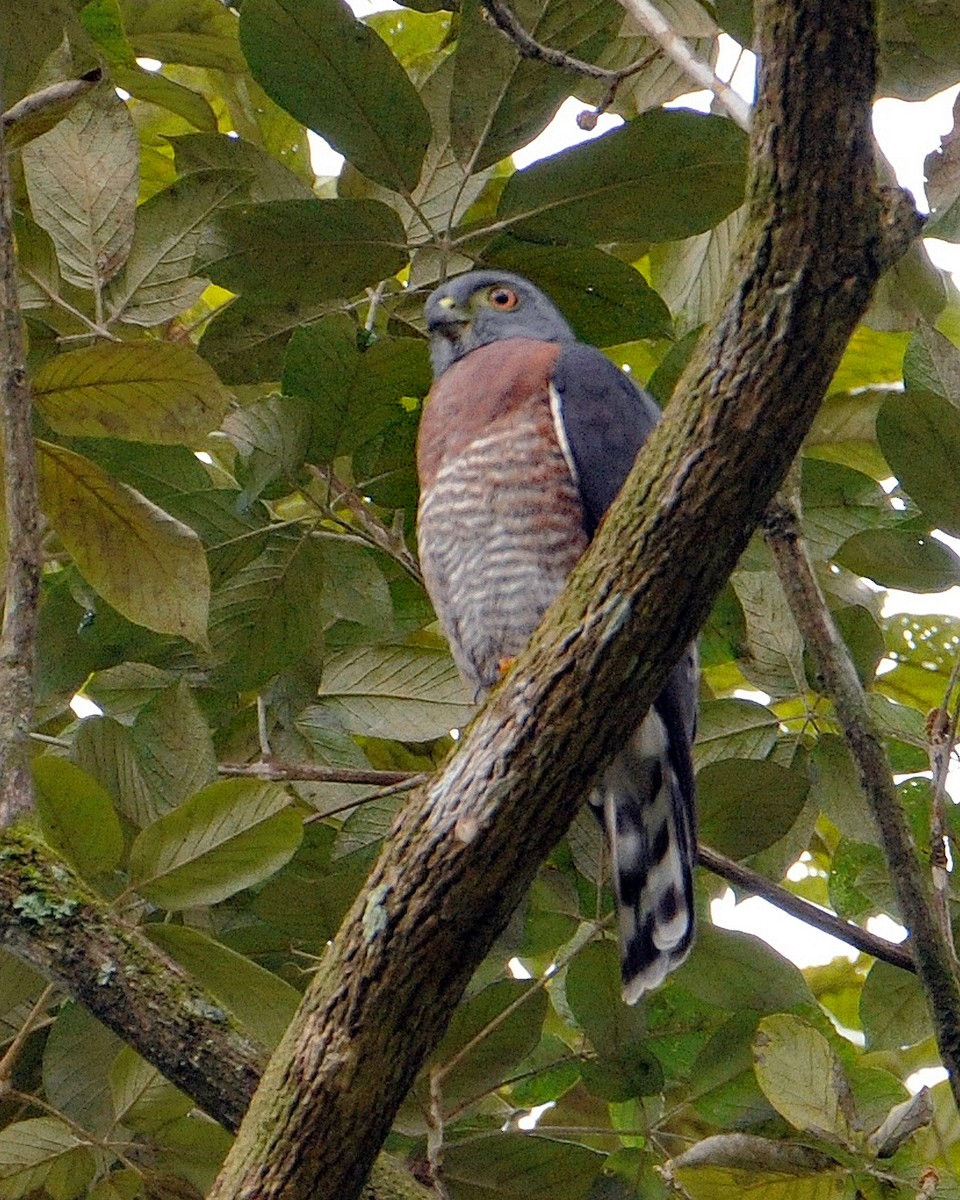 Double-toothed Kite - ML624512611