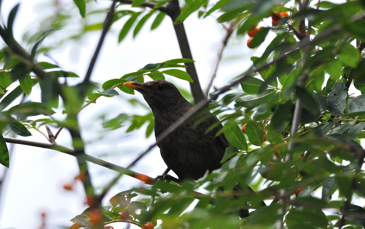 Eurasian Blackbird - ML624512623