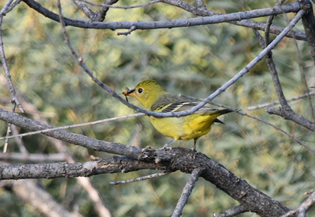 Western Tanager - ML624512683