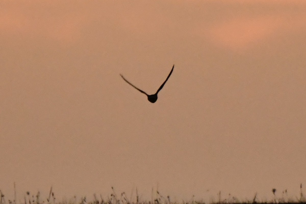 Barn Owl - ML624512687