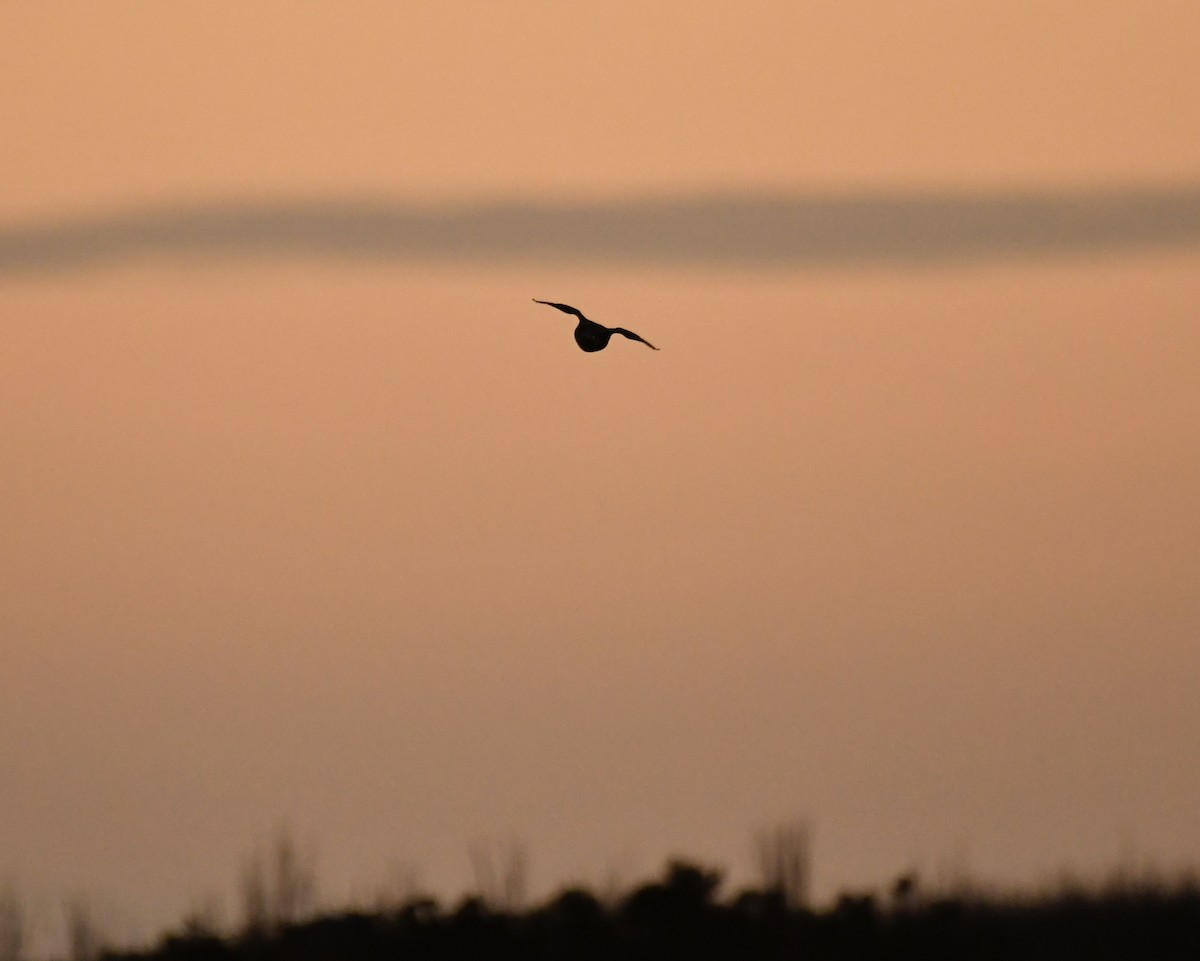 Barn Owl - ML624512688