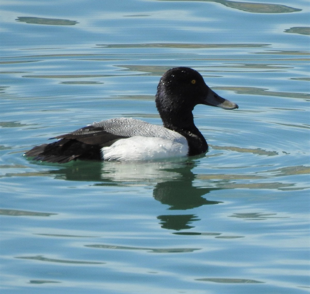 Lesser Scaup - ML624512716