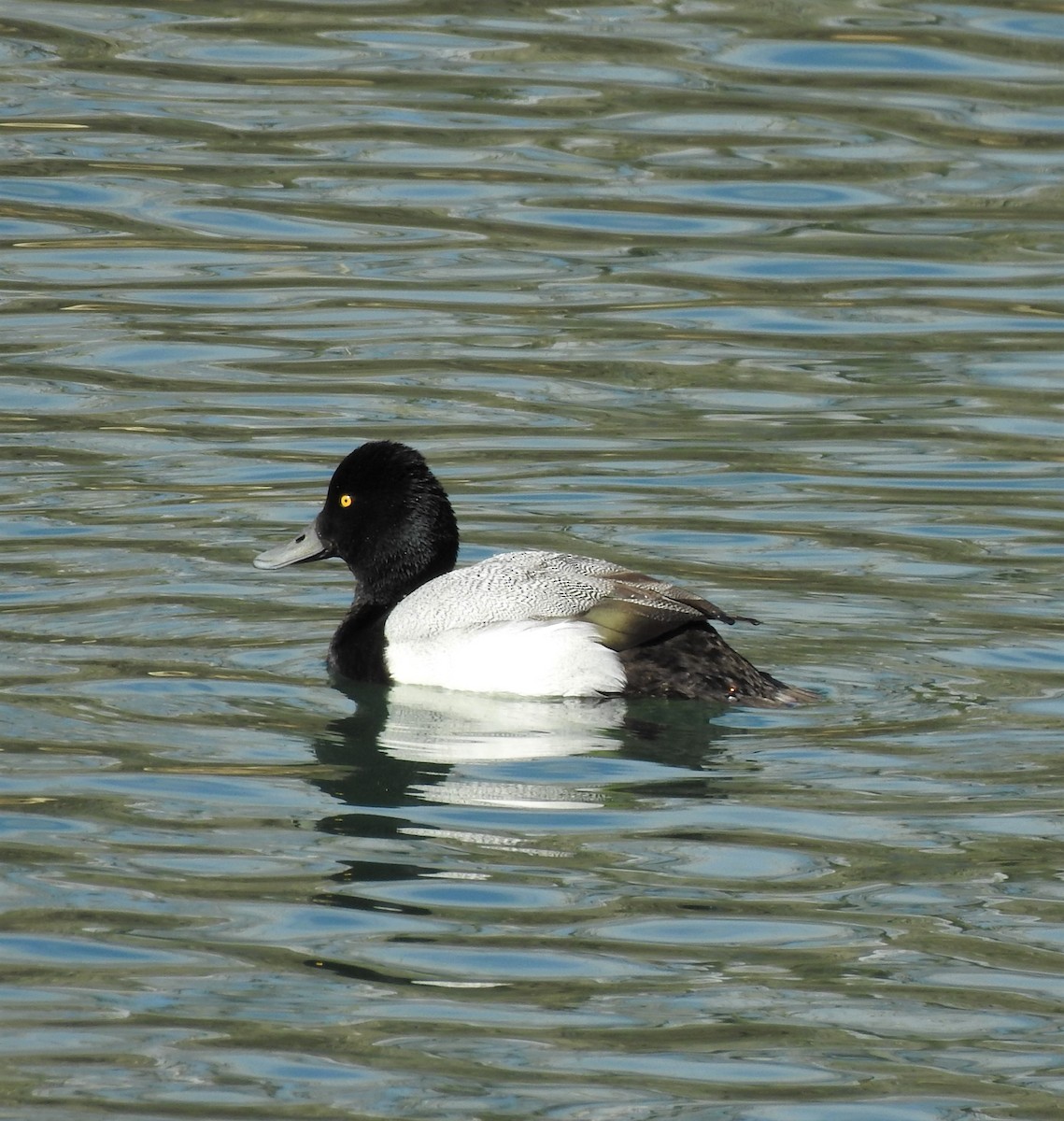 Lesser Scaup - ML624512720