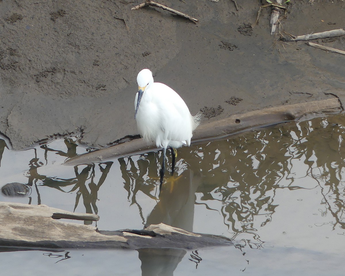 Snowy Egret - ML624512724