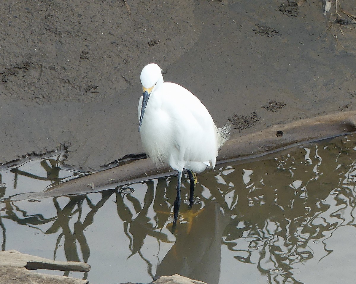 Snowy Egret - ML624512725
